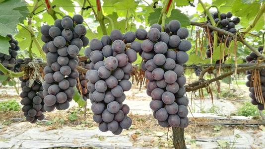 烟台葡萄种植基地葡萄